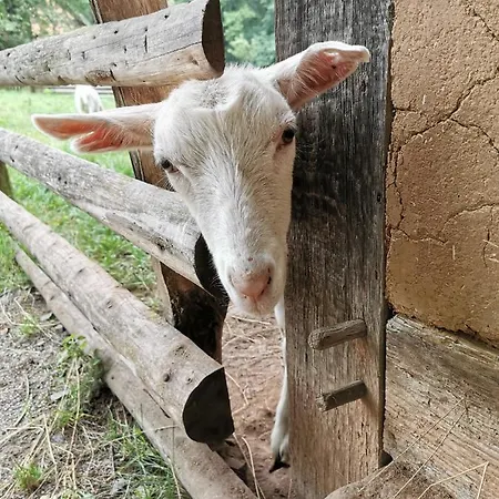 Mooi Ruim In Antieke Stadsboerderij Lejlighed Schönecken