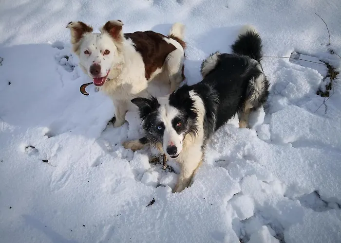 Daire Mooi Ruim In Antieke Stadsboerderij *