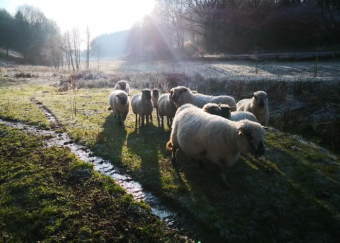 Mooi Ruim In Antieke Stadsboerderij Daire *
