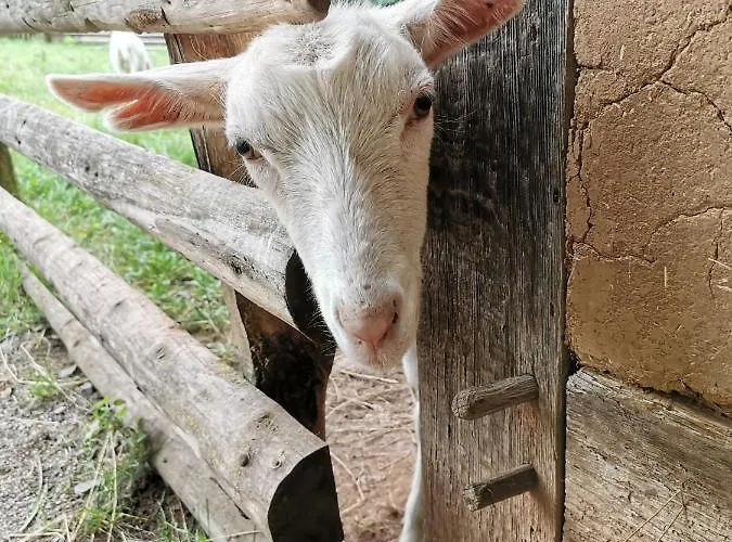Mooi Ruim In Antieke Stadsboerderij Daire Schönecken